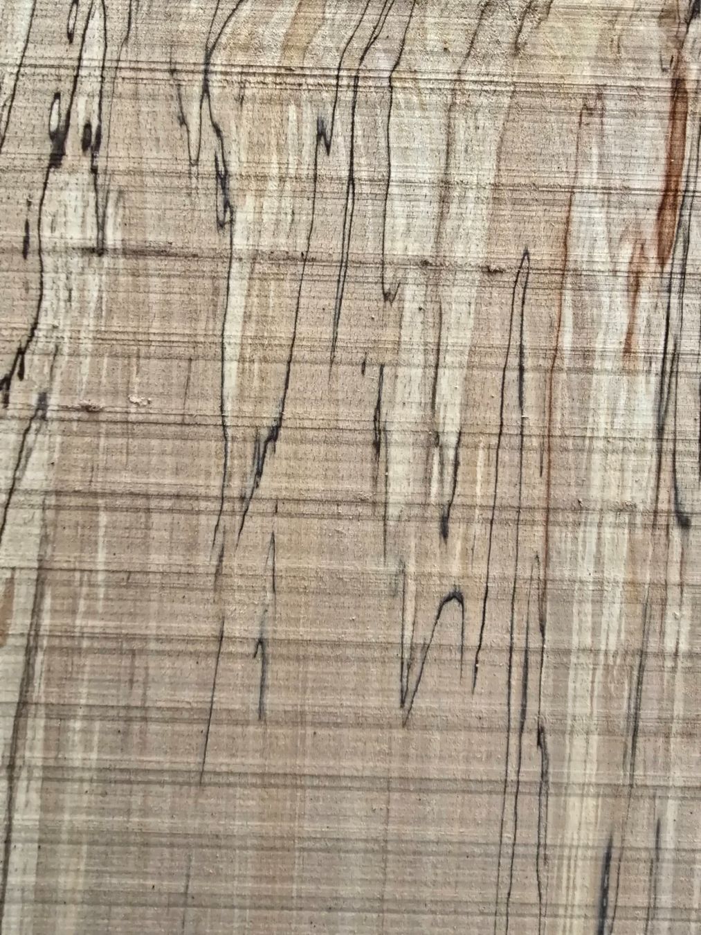 Articoli in legno: Buchenknollen Brett – Nuovo (secondo la descrizione) da Ramsei venduto da Waelchris 6