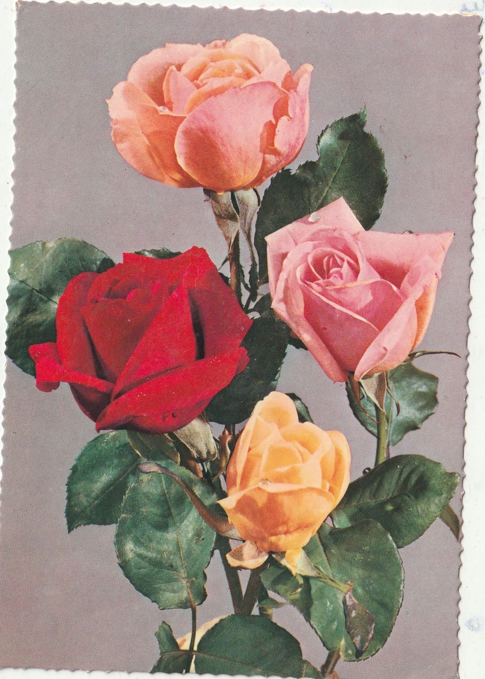 Cartoline postali: Blumenkarte – Usato da Lumbrein venduto da made02
