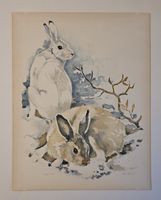 Willy Eugen Bär  Litho. Nr. handsign. Tier-Motiv,  50x40cm