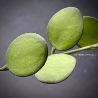 Xerosicyos Danguyi - Silberdollar-Pflanze aus Madagaskar