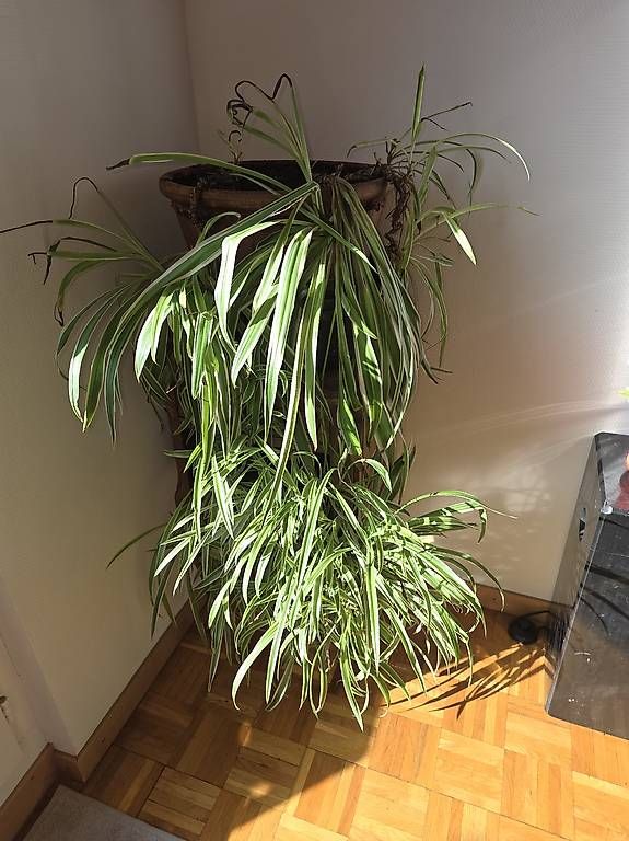 Piante & sementi: Plante araignée chlorophitum – Usato da Genève venduto da nat_xxb5 1