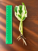 🌿 Variegierter Pflanzen-Steckling – bewurzelt 