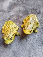 Paar Miniatur Frösche Gräfenthal Porzellan Thüringen