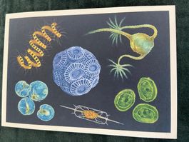 Ak neu  Ocean Marine Aquarium Tiere im Meer