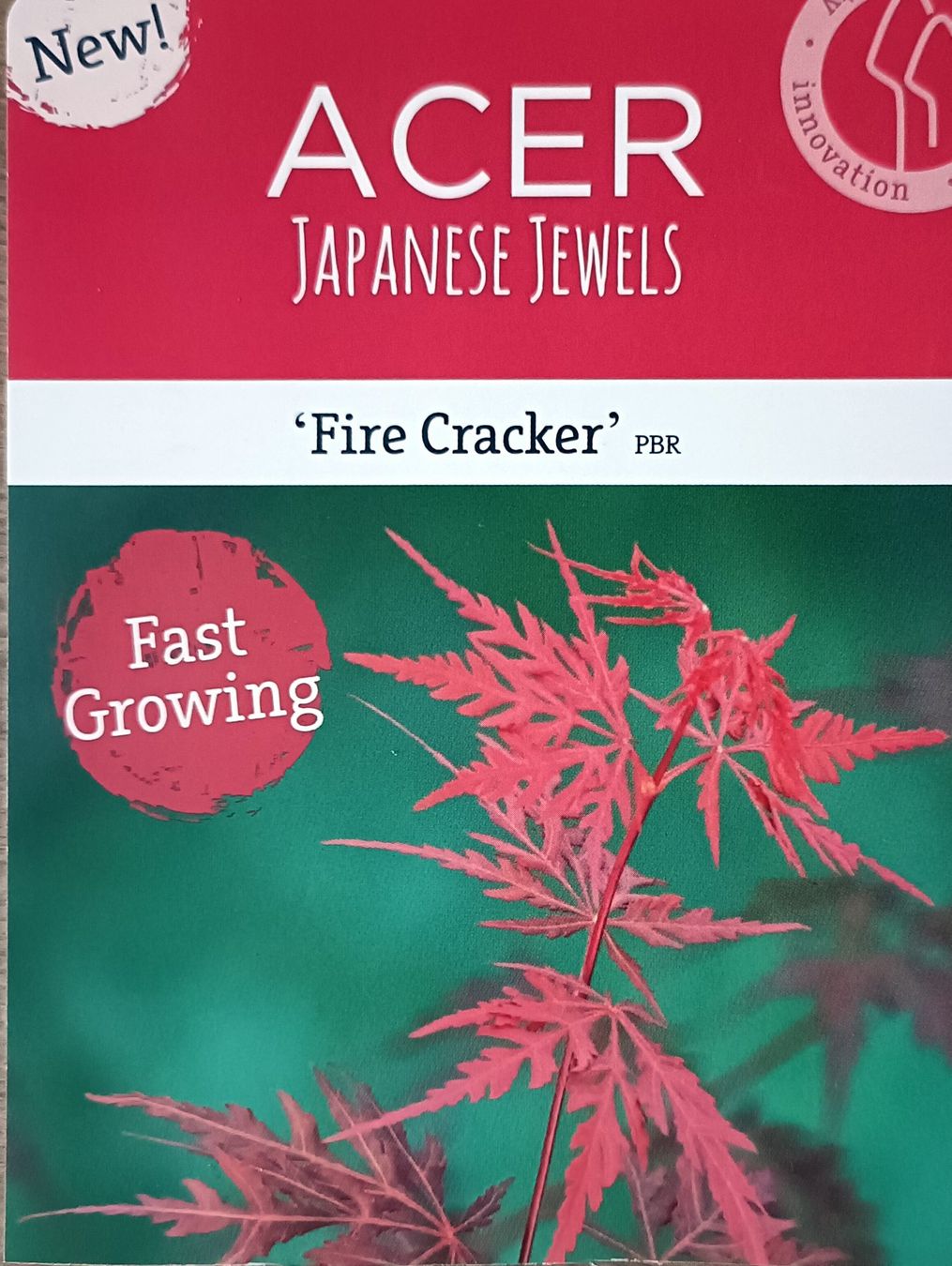 Piante & sementi: Acer palmatum 'Firecracker' PBR🔥 eine farbintensive Sorte🍁 – Usato da Sitterdorf venduto da imsis 1