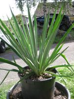 PALMLILIE YUCCA, GILAMENTOSA, MEHRJÄHRIG, FÜR GARTEN, WINTER