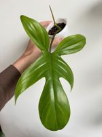 🔥Philodendron Florida Ghost