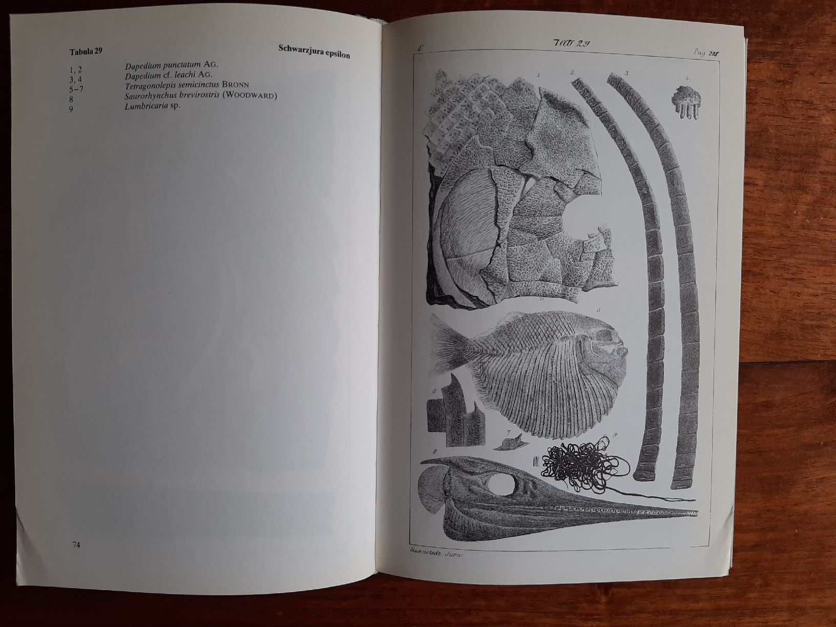 Libri: Fossilien Buch Der Jura – Usato da Rickenbach BL venduto da Oktober68 8