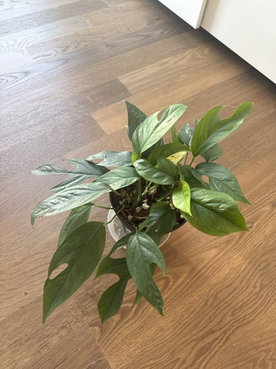 Pflanzen & Samen: Epipremnum Pinnatum – Gebraucht aus Zürich von bau_d56d