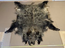 Sehr schönes Wildschwein-Fell