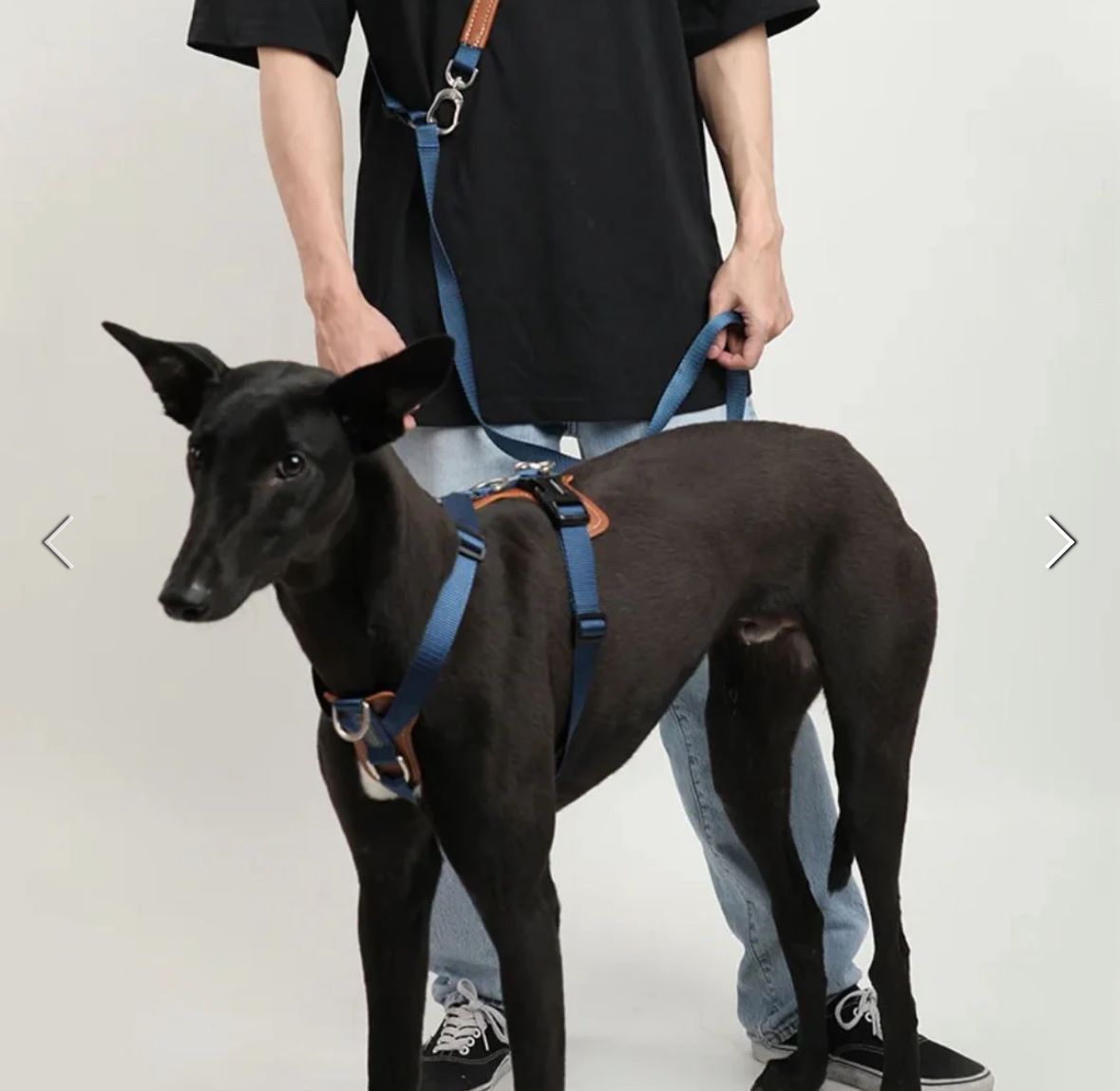 Set di piatti: Hundegeschirr – Usato da Scuol venduto da SilvanaE14 4