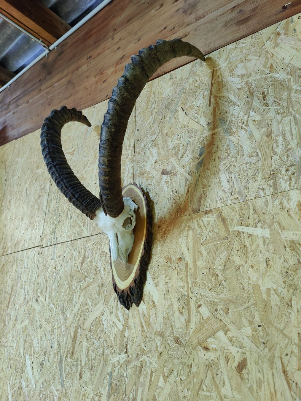Sonstiges zum Sammeln & Seltenes: Steinbock Trophäe – Gebraucht aus Kaltbrunn von Reimin85 4