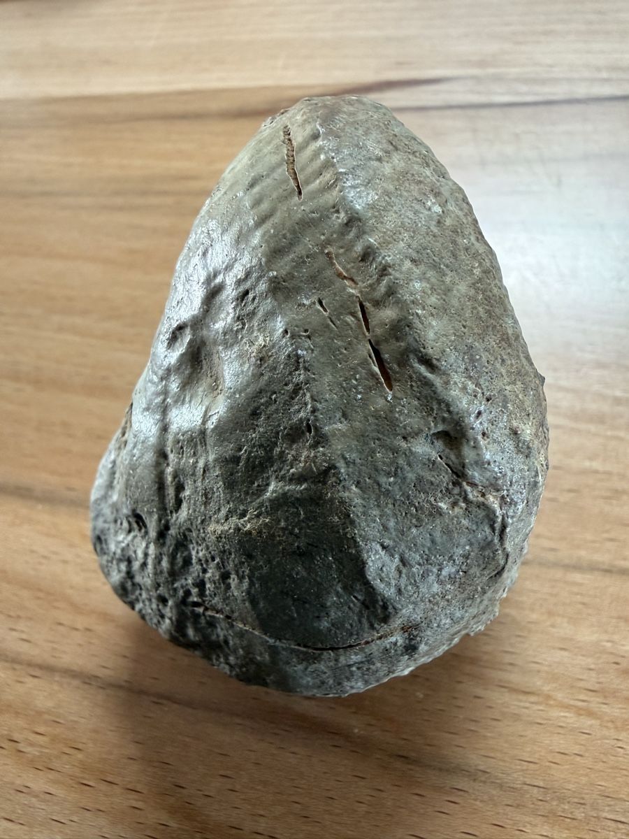 Fossili: Versteinerte Herzmuschel – Usato da Grenchen venduto da Bastet007 3