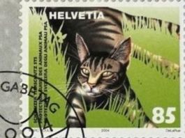🦔 Tier 2026 = IGEL, Tierschutzkarte 2004 Katze +Schwein +🦔