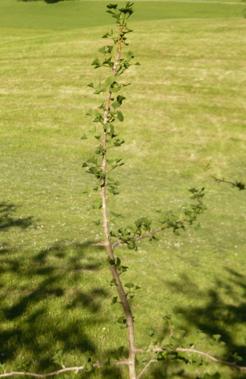 Pflanzen & Samen: Gingo-Baum – Neu (gemäss Beschreibung) aus Ruggell von Btt