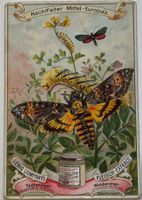 Litho, Liebig, Werbung, Nachtfalter, Jugendstil