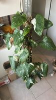 Philodendron white Princess - 2 Stränge >1m hoch