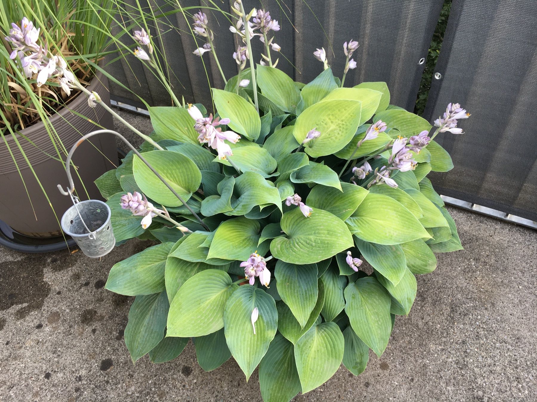 Piante & sementi: Funkie Hosta – Usato da Dällikon venduto da dahi1 4