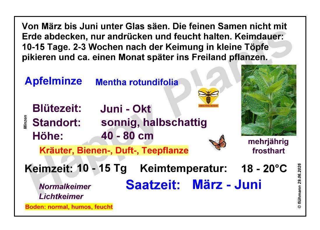Piante & sementi: Apfelminze - Mentha rotundifolia - 500 Samen – Nuovo e nell'imballaggio originale da Sumiswald venduto da Cham14558 2