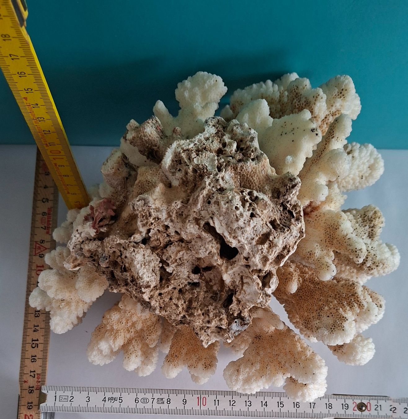 Tutte le decorazioni: Grosse Fossil Deko – Usato da Opfikon venduto da Diversamente 7