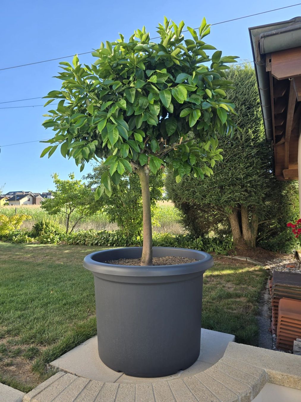 Piante & sementi: Zitronen-Baum III im Topf – Usato da Bleienbach venduto da mogig