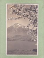 Frühling in Sigriswil ob Thunersee g. Niesen