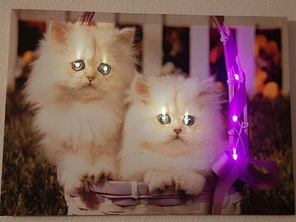 Poster & Bilder: Zwei weisse Katzen / Mietzen LED Bild – Neu und originalverpackt aus Kilchberg ZH von ruedi34 1