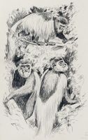 PEINTRE VAUDOIS - Charles Egly - Singes Colobus Candatus