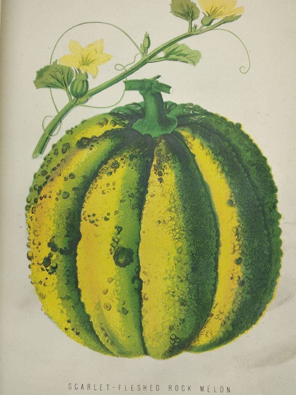 Libri: BOTANIK - THE NEW PRACTICAL GARDENER 1872 – Usato da Goldach venduto da Gaip