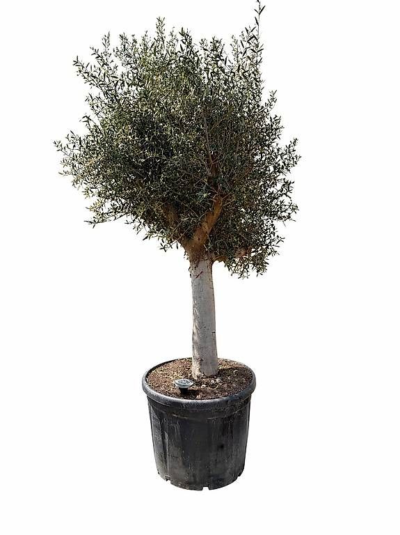 Pflanzen & Samen: Olivenbaum "Olea Europea 8 – Neu und originalverpackt aus Zuckenriet von Thur_Plant