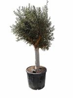 "Winterhart" Olivenbaum "Olea Europea 8