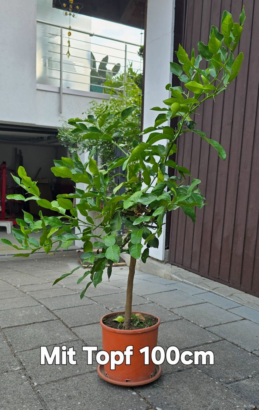 Pflanzen & Samen: Kaffirlimette – Gebraucht aus Aarburg von popkorn65