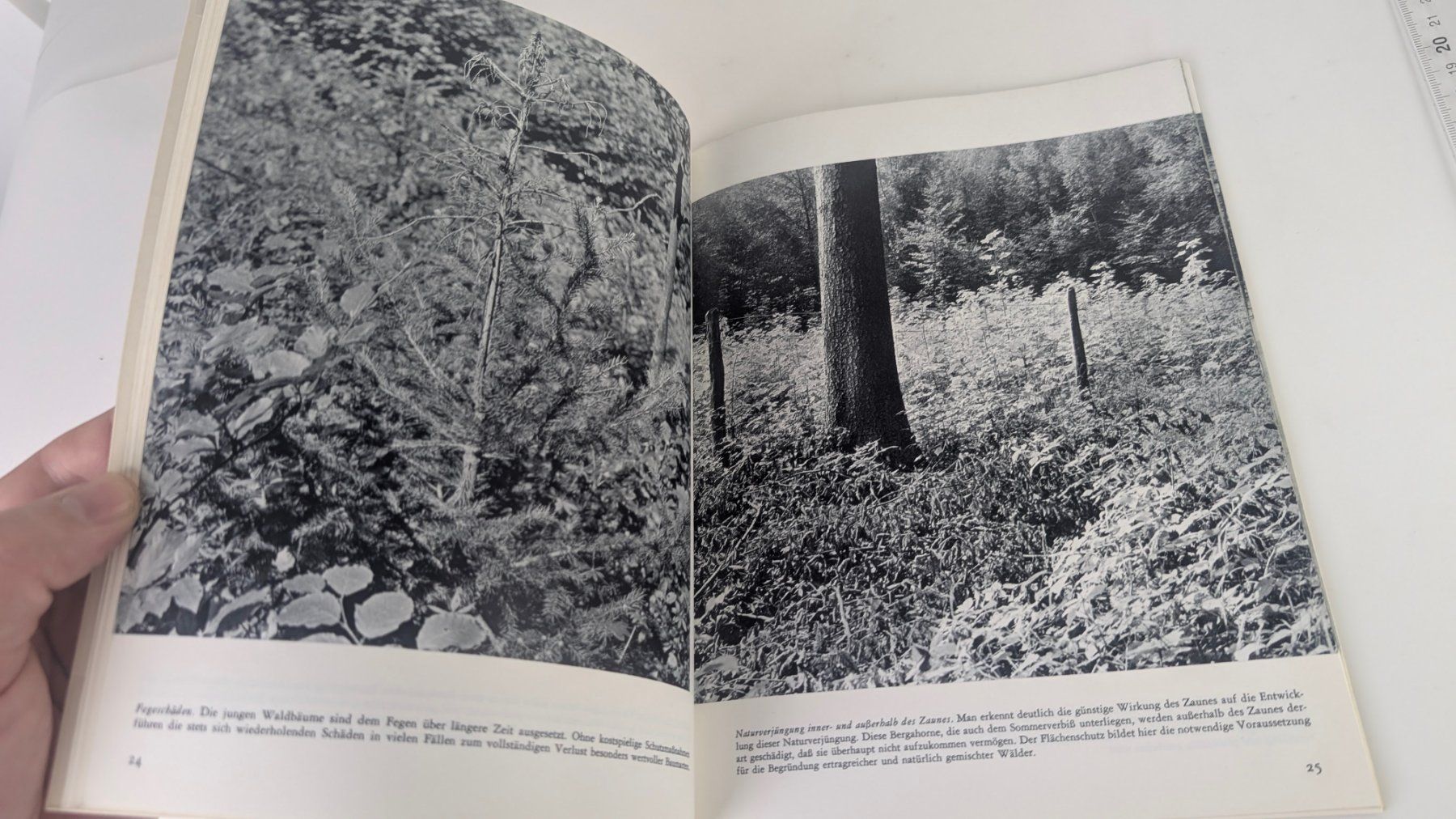 Bücher: Schweizer Heimatbücher: Wald und Wild 1968 – Gebraucht aus Zürich von axolottchen 7