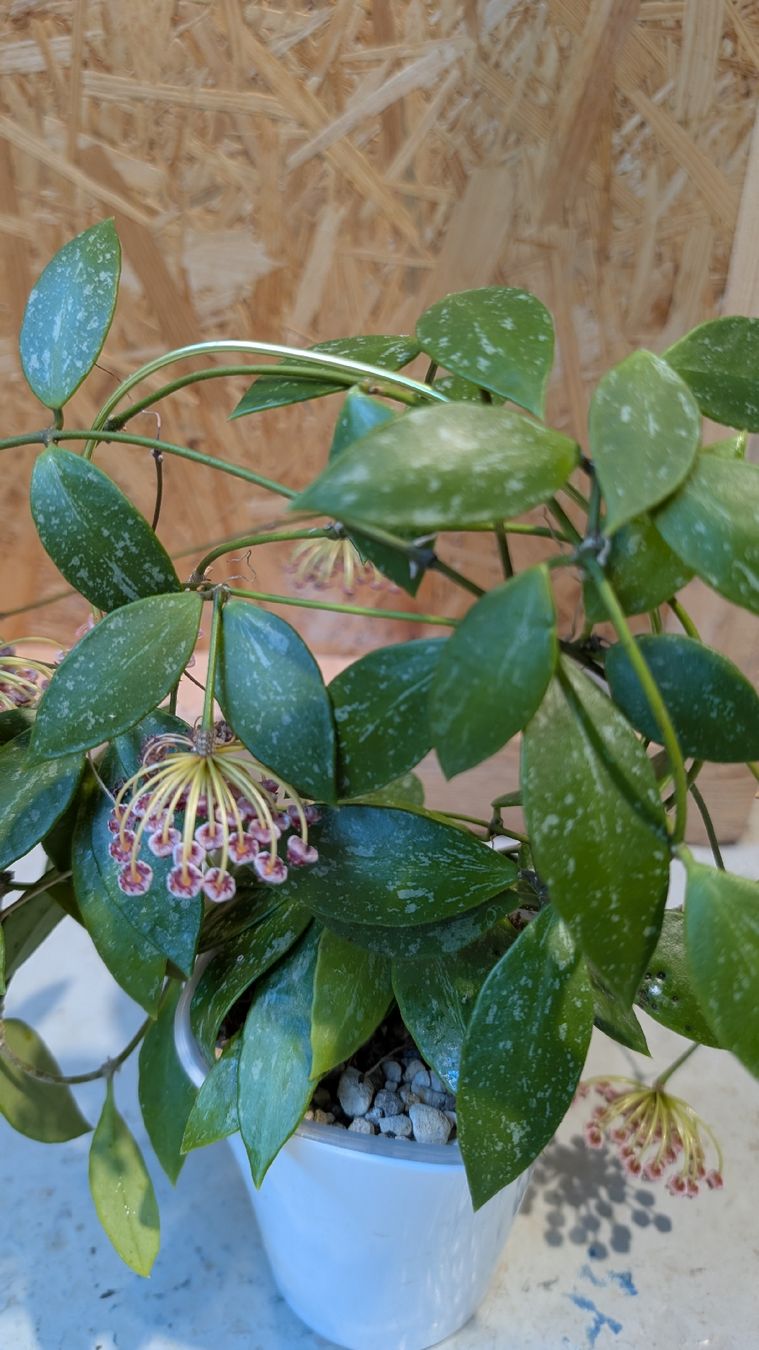 Plantes & graines: Hoya Pubicalyx – D'occasion à Untervaz par Lyraia 4