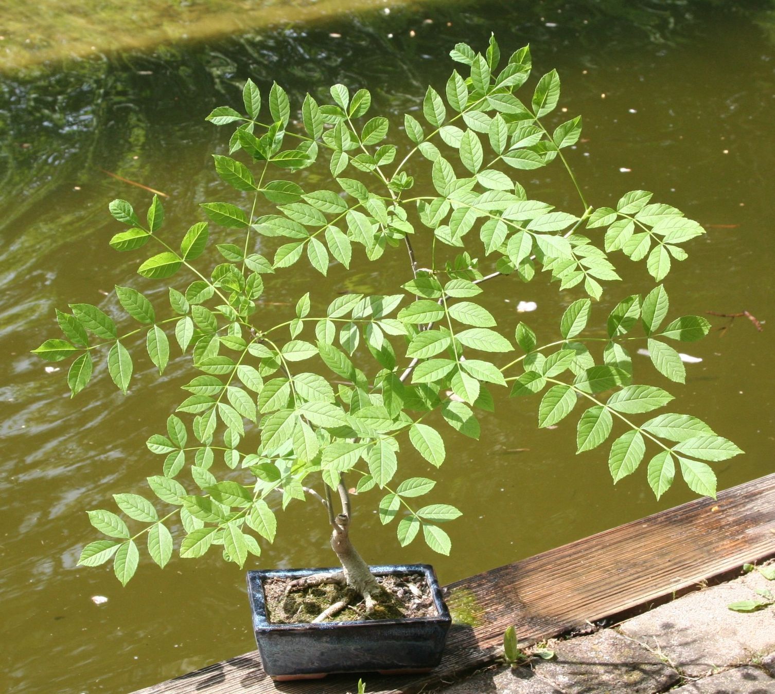 BONSAI - Esche (Neu (gemss Beschreibung)) in Gretzenbach fr CHF 37  nur  Abholung auf Ricardo kaufen