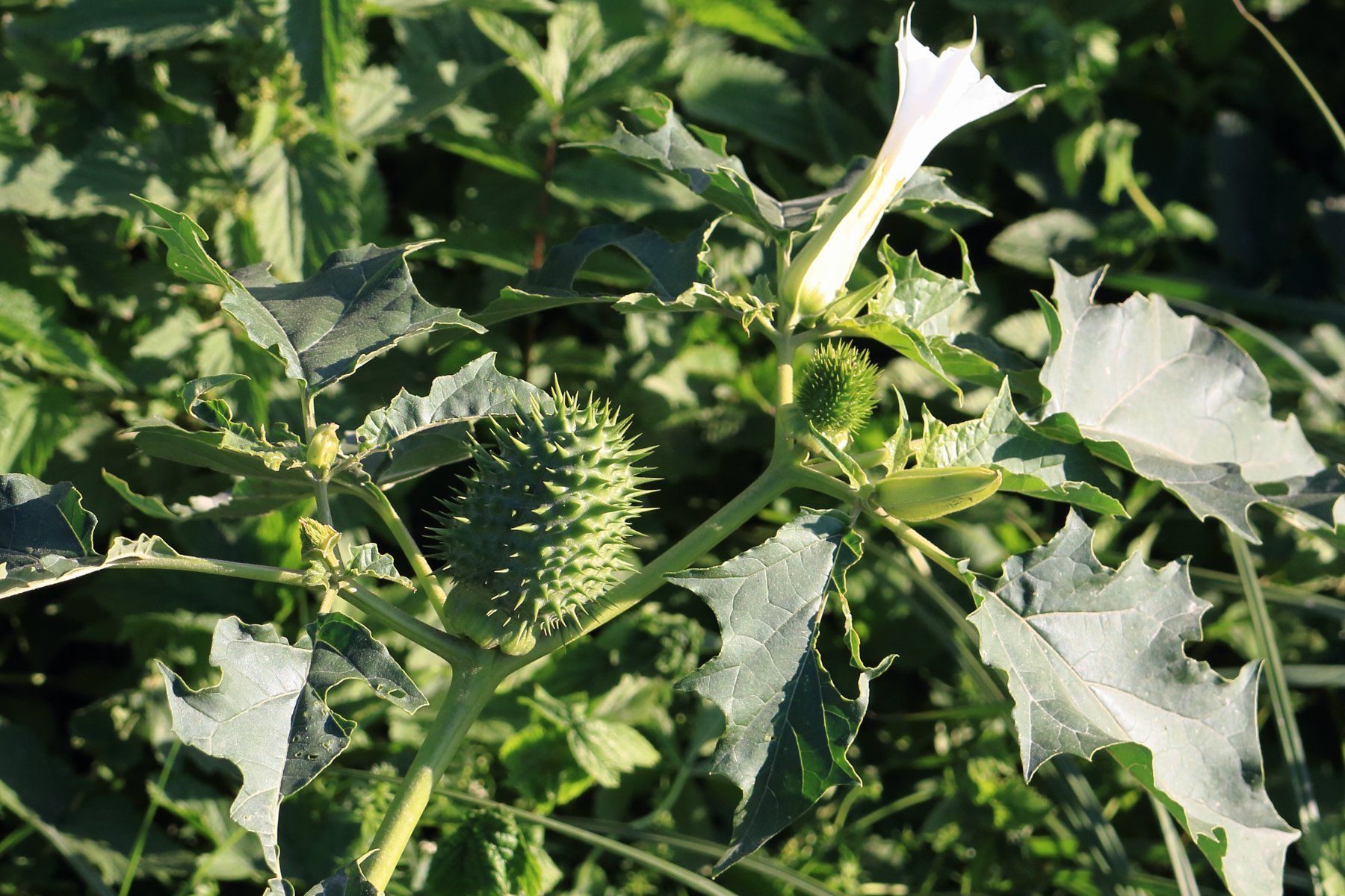 Piante & sementi: gemeiner Stechapfel (Datura_stramonium) - Samen! – Nuovo (secondo la descrizione) da Steffisburg venduto da Petroselium 1