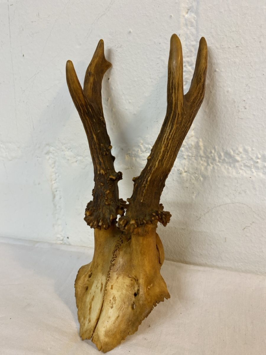 Il mondo degli animali: Rehbock Gehörn Trophäe Jagd Deko – Usato da sursee venduto da trilli-tralli 3