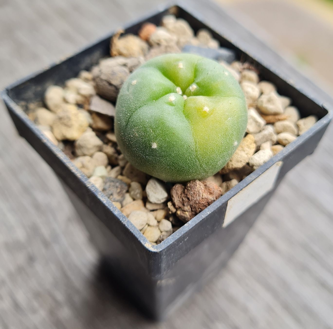 Pflanzen & Samen: Lophophora Diffusa Variegata Wurzelecht – Gebraucht aus Basel von fra_h7bq 2