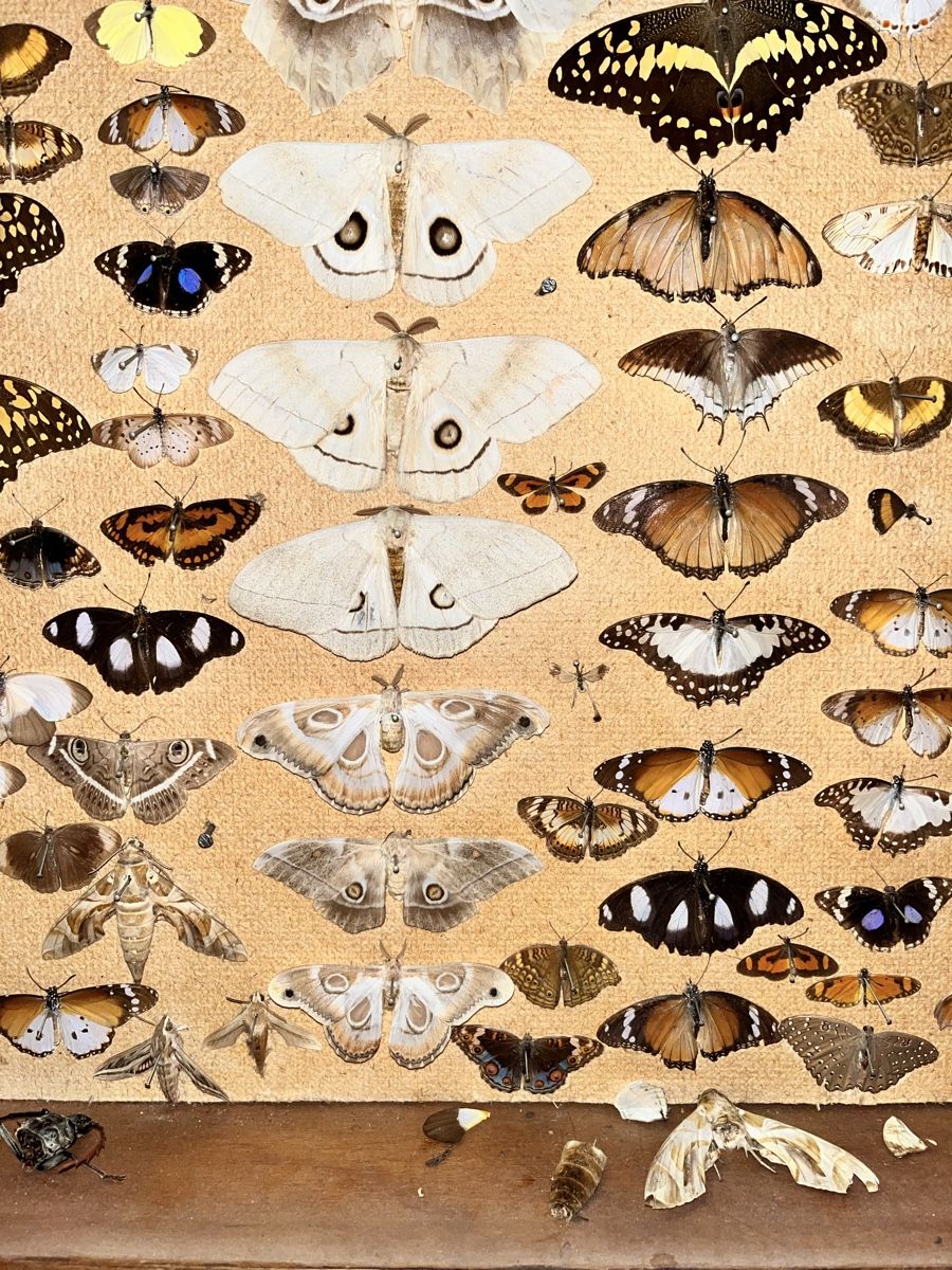 Monde des animaux: Schmetterlinge in Schaukasten – D'occasion à Biel/Bienne par bonx_2504 4
