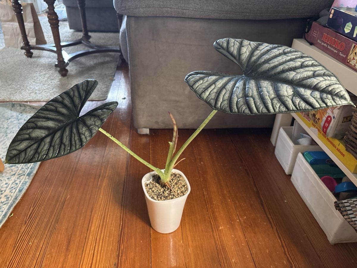 Piante & sementi: Alocasia Nebula – Nuovo e nell'imballaggio originale da Basel venduto da Pink_White