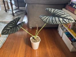Alocasia Nebula