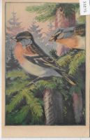 Bergfink - Pinson montain - Brambling