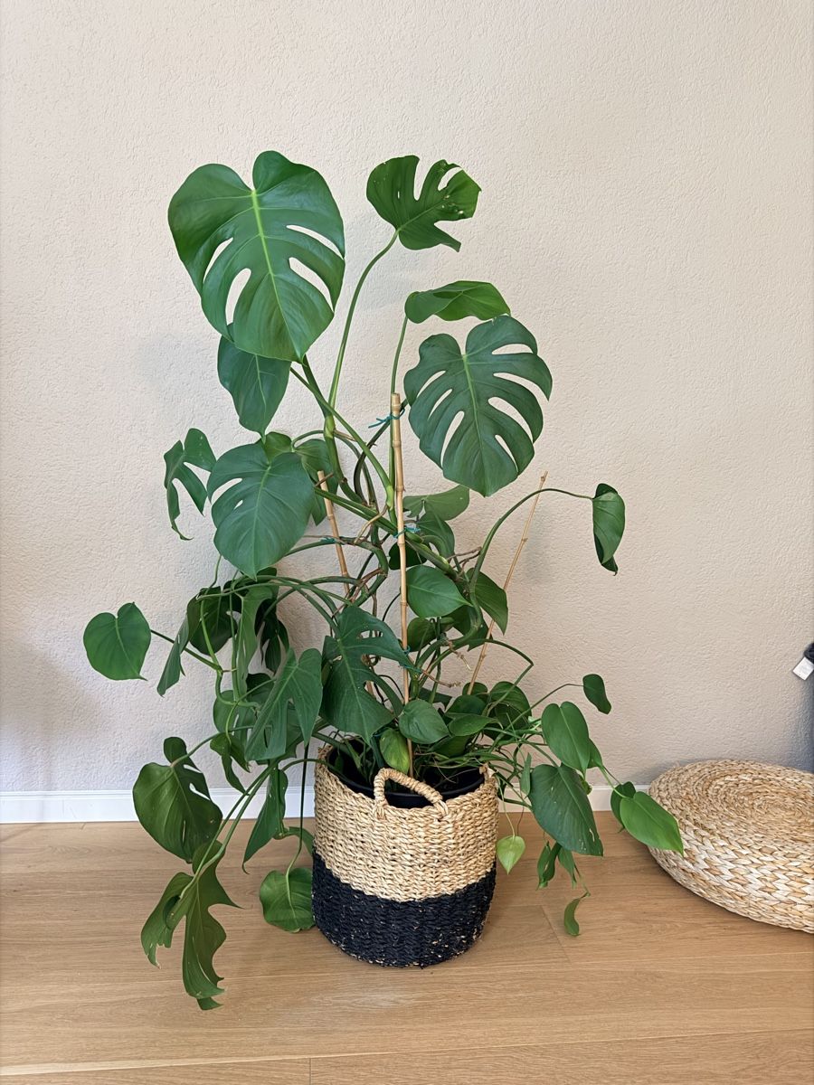 Piante & sementi: Wunderschöne, grosse Monstera deliciosa  – Usato da Pratteln venduto da pralienchen293 1