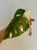 Monstera adansonii variegata Steckling bewurzelt