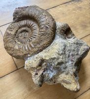 Fossilienstufe sehr selten