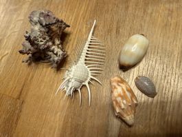 5 Muscheln, seltene Muscheln Koralle 🐚 ☀️