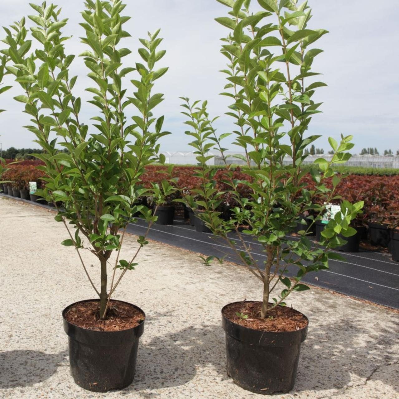 Pflanzen & Samen: ligustrum ovalifolium 125-150cm – Neu (gemäss Beschreibung) aus Sursee von pflugshaupt01