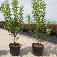 ligustrum ovalifolium 125-150cm