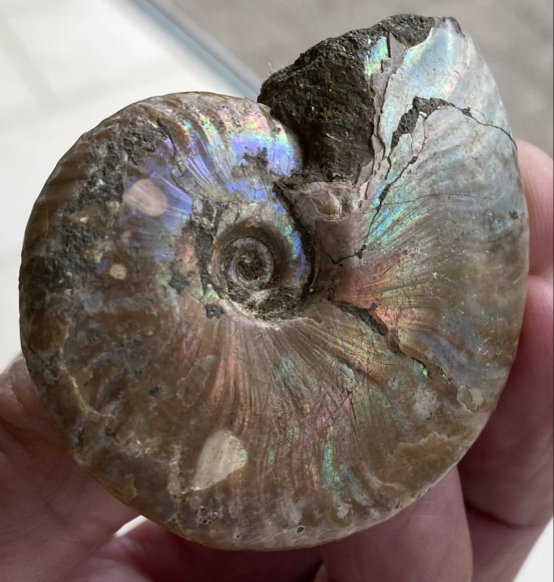 Fossili: Top sehr schöner Ammonit  – Usato da Selzach venduto da 321compac 3