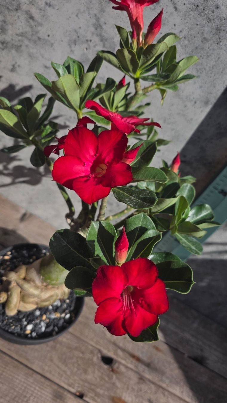 Piante & sementi: Adenium Obesum Rot / Wüstenrose – Nuovo (secondo la descrizione) da St.Erhard venduto da Plumilandschweiz 1